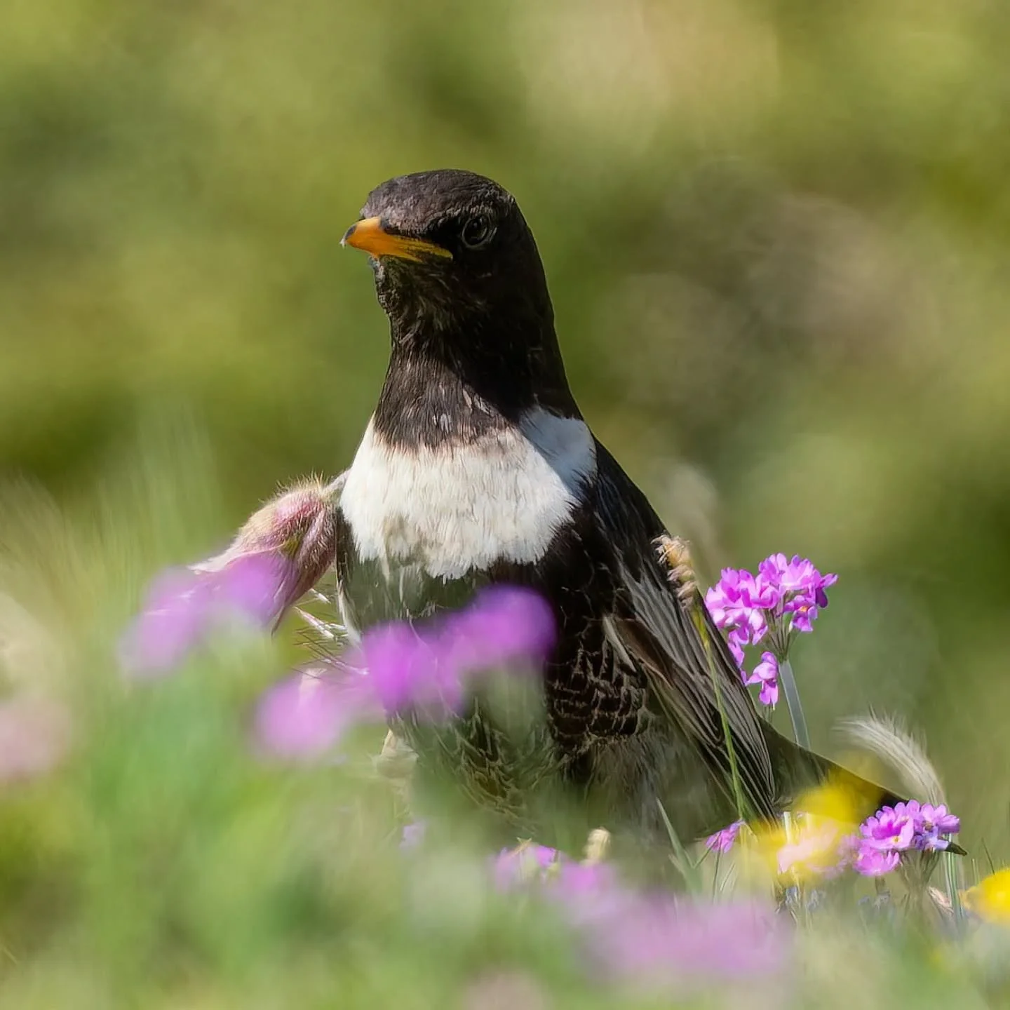 Bentornato in quota🖤

#merlodalcollare #turdustorquatus #ringouzel #merleaplastron