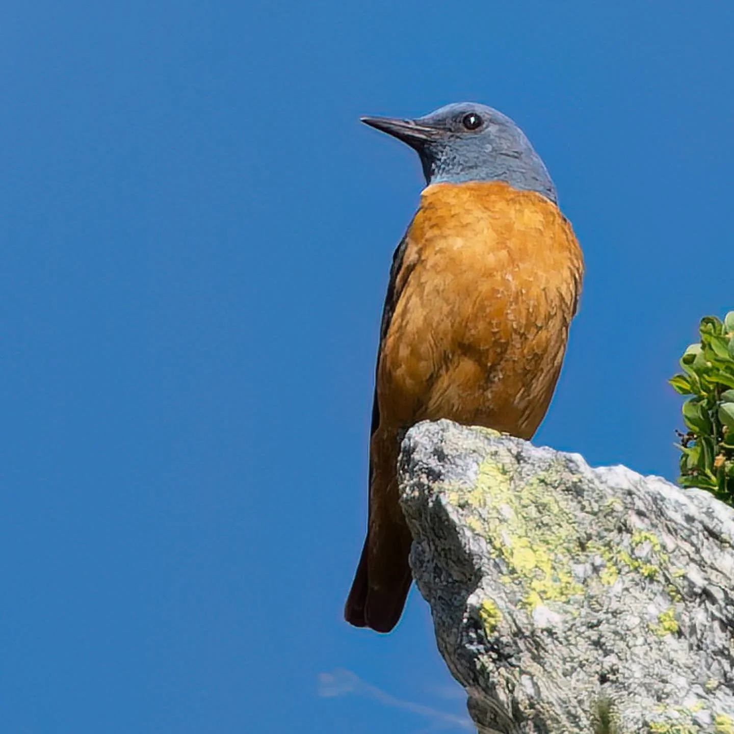 Oggi &egrave; La Giornata Mondiale dell'Ambiente 2026
Rispettare tutto ci&ograve; che ci circonda &egrave; di vitale importanza.

Tra i sassi spiccano il color ruggine e il blu
del Codirossone 

#codirossone 
#monticolasaxatilis 
#rockthrush
#montico