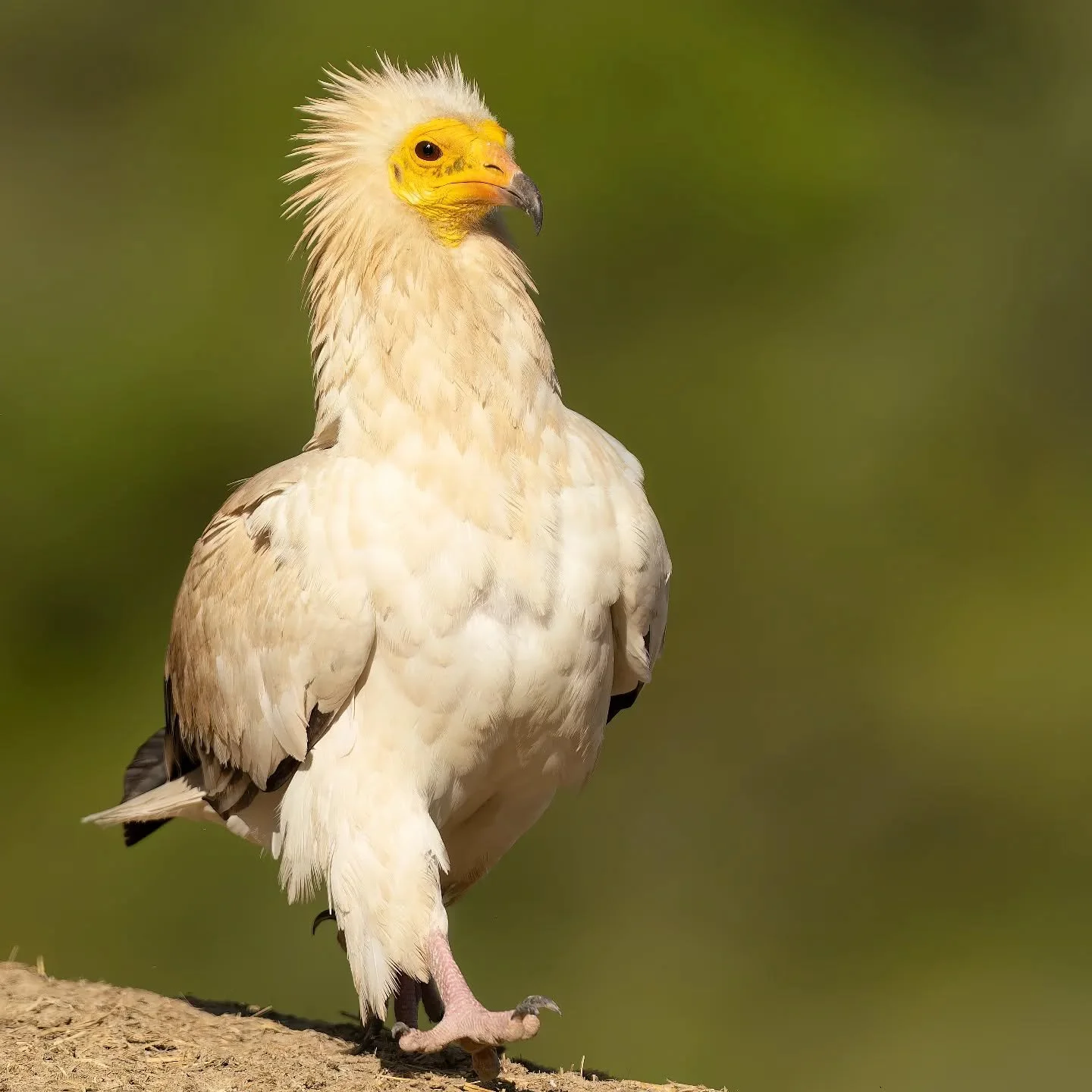 Il pi&ugrave; piccolo avvoltoio del vecchio  mondo, presente in Europa e purtroppo in pericolo di estinzione.

Meraviglia 🤍💛🖤

#capovaccaio 
#neophronpercnopterus
#egyptianvulture
#vautourpercnoptere

@ficedula_ch 
@birdlifesuisse 
@vultureconserv