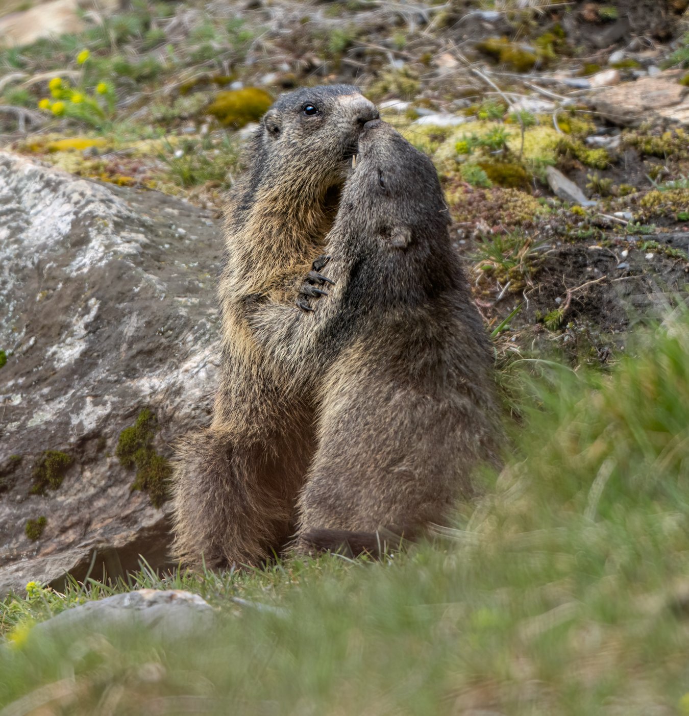 Marmotte