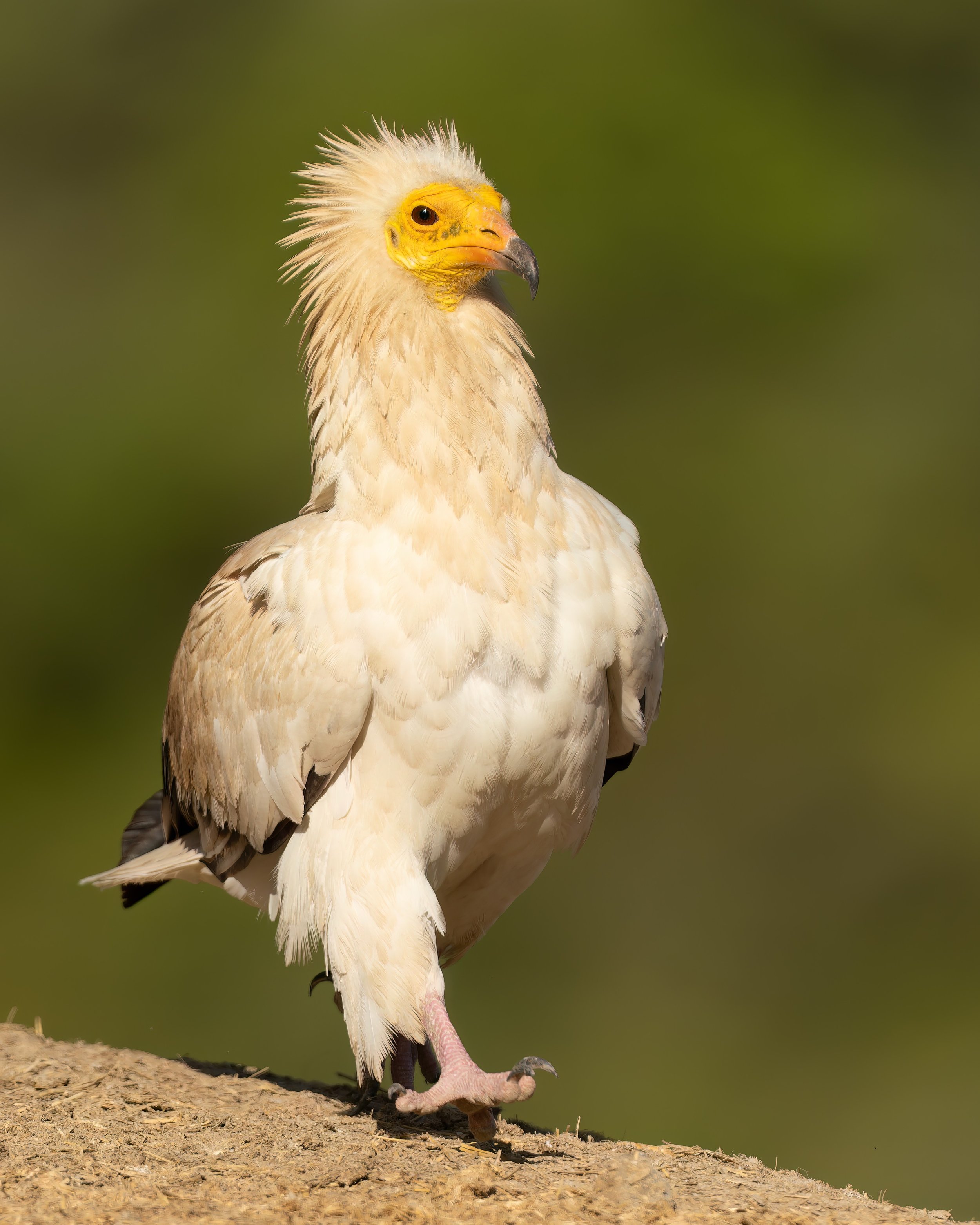 Capovaccaio