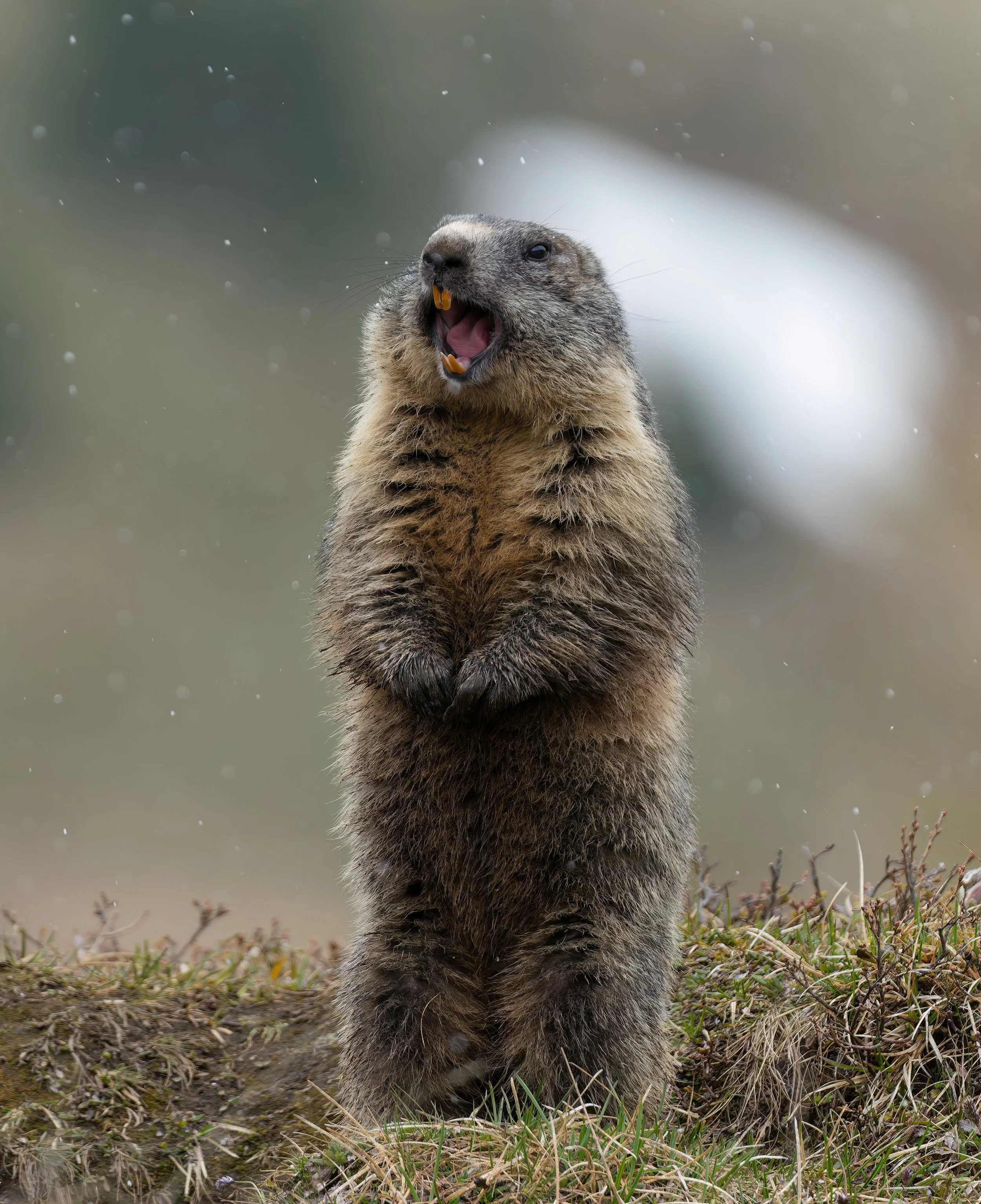 Marmotta