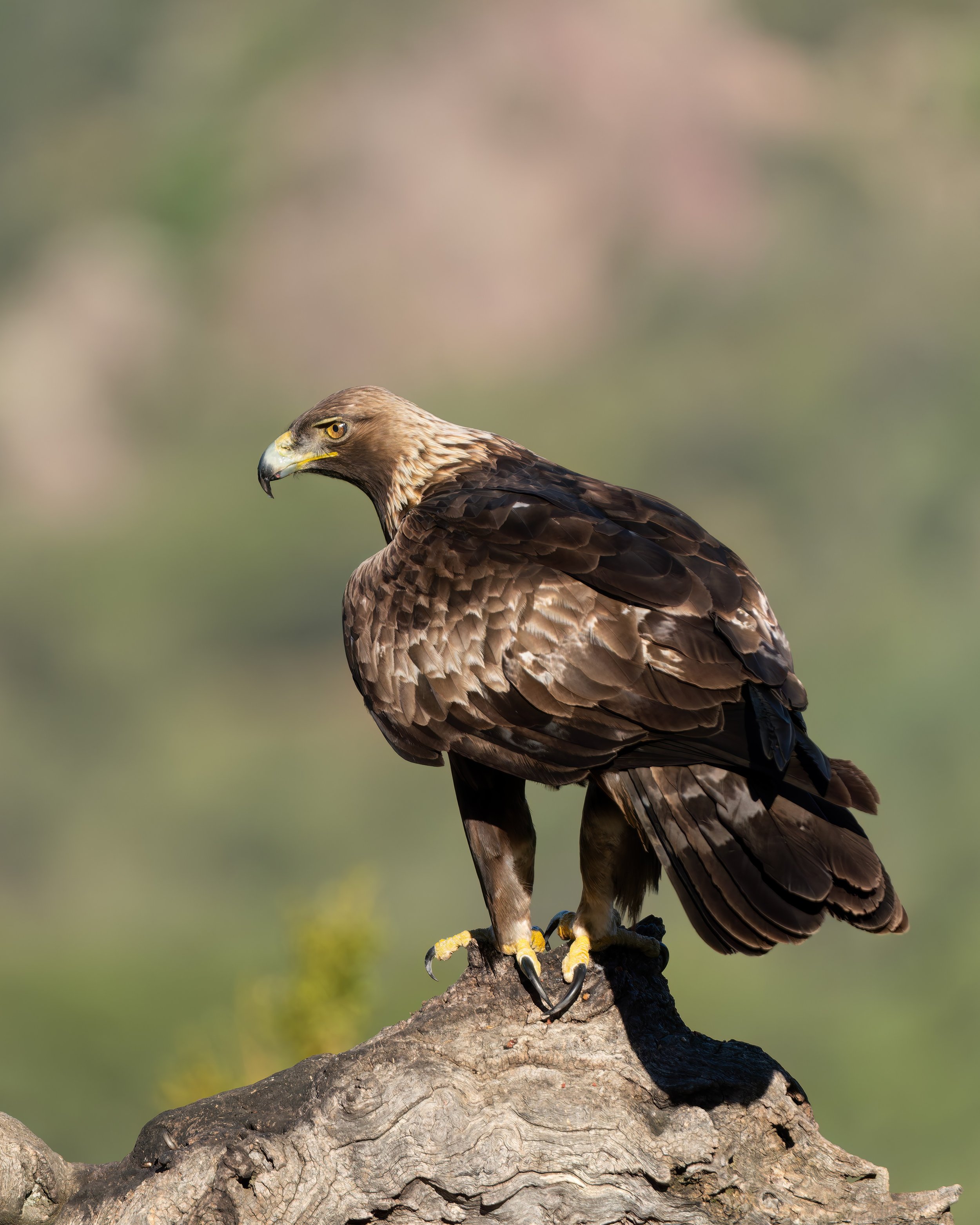 Aquila reale