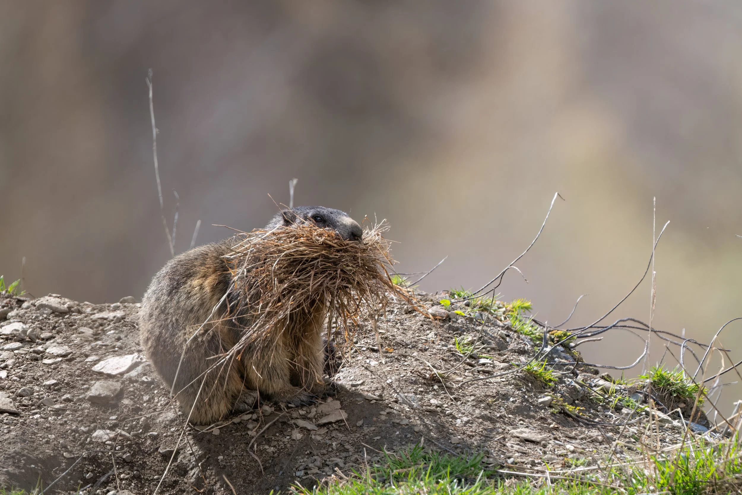 Marmotta
