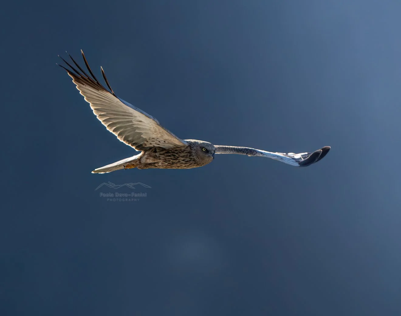 Falco di palude