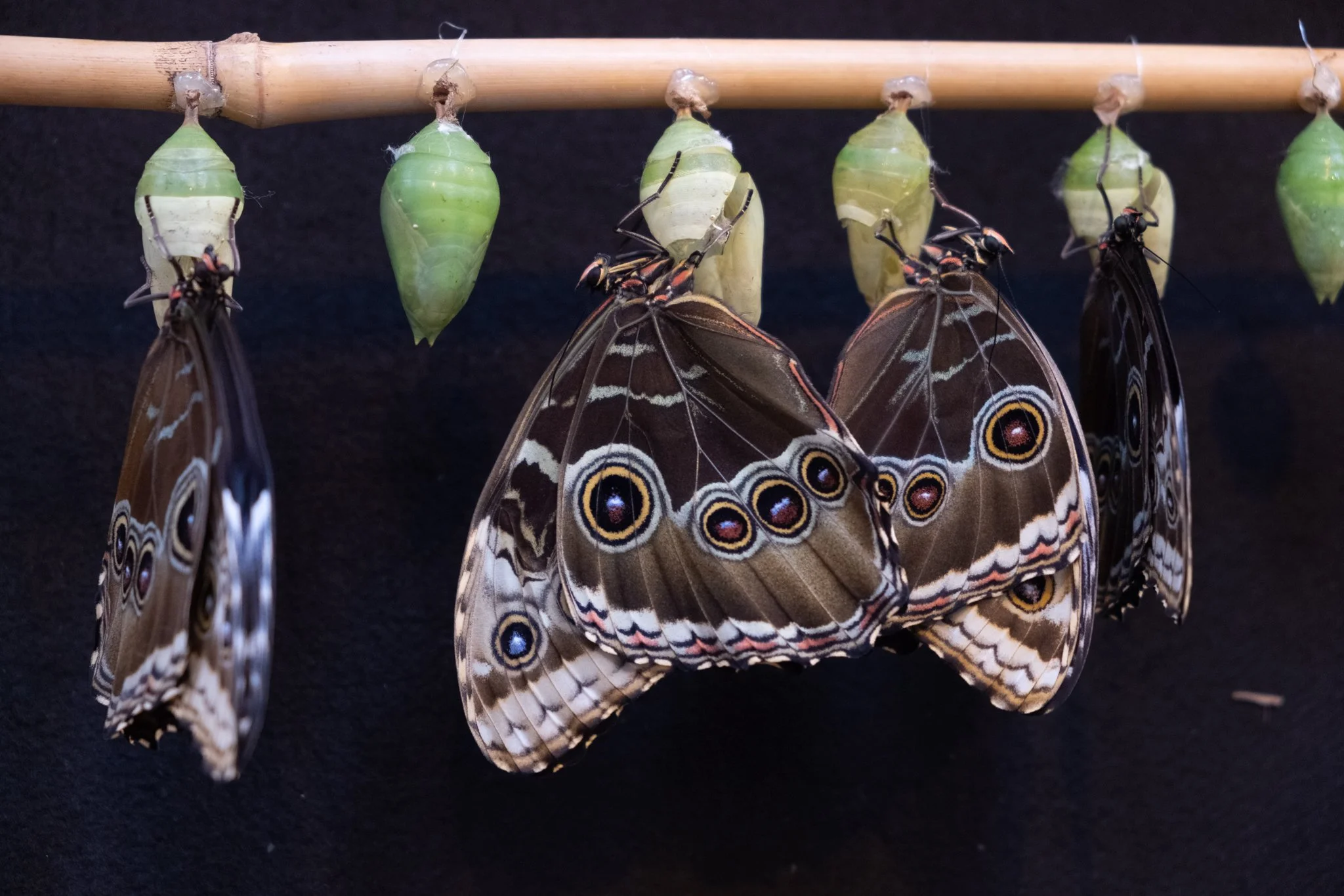 DSCF9420.jpg