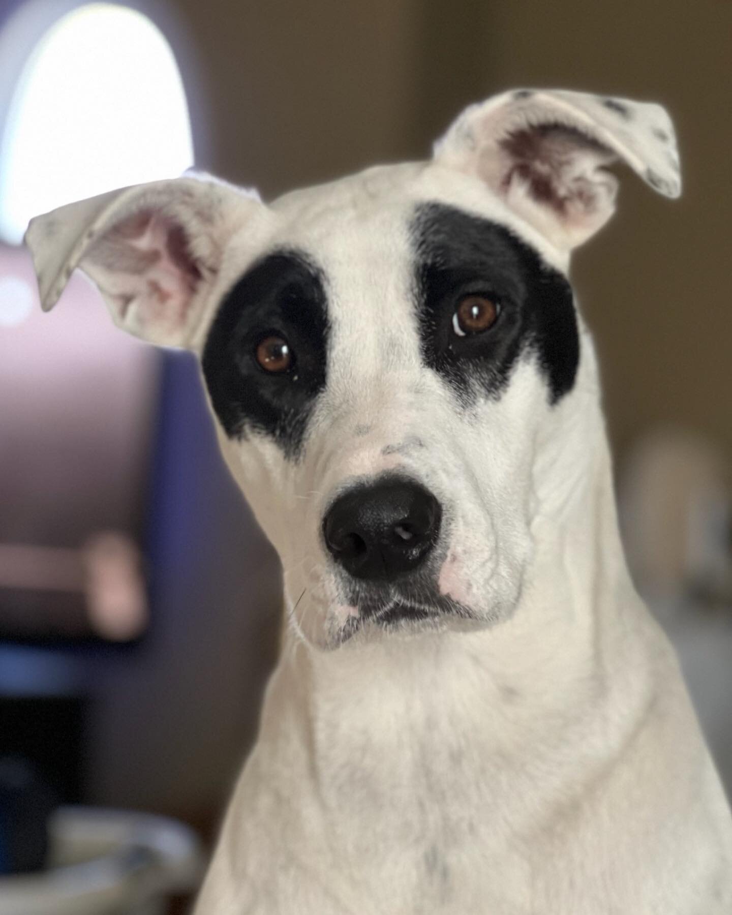 Happy birthday to this little fella, the big two! #newbeginningsanimalrescue #bandit #901dogs