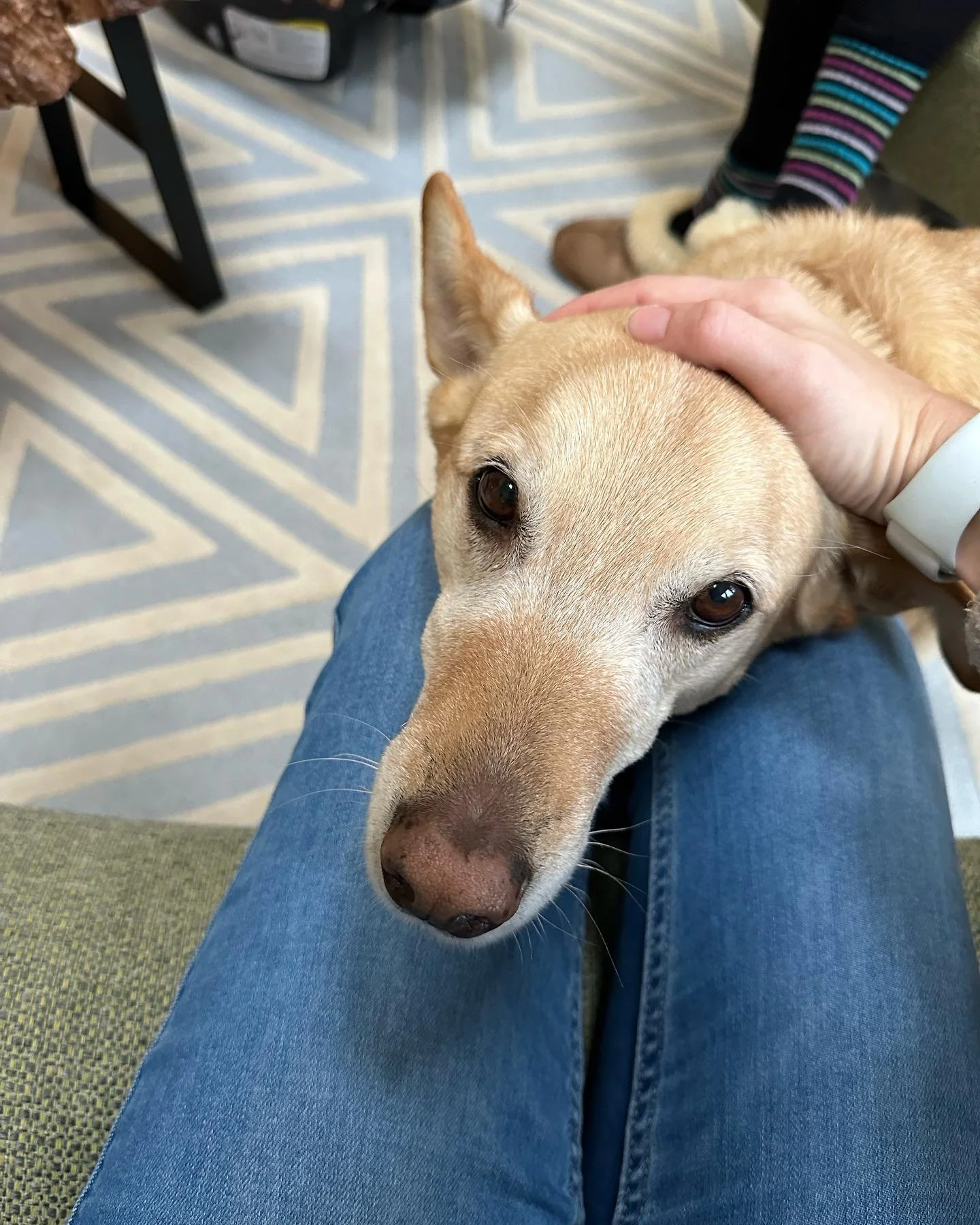 Oh sweet Dharma girl! I gotta say- getting love from my clients fur-babes is a real sweet treat 🥰 I mean let&rsquo;s be real nothing beats baby snuggles and hearing a mama fondly and proudly speak her birth story&hellip; but this is definitely close