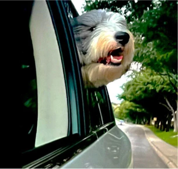 Pawsitively Fun! Ten Activities for Car Rides with Your Dog