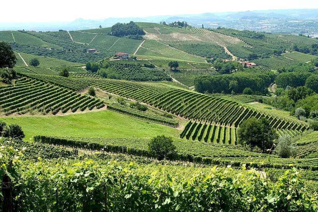 Vineyards Piemonte
Photo: Megan Mallen, CC BY 2.0