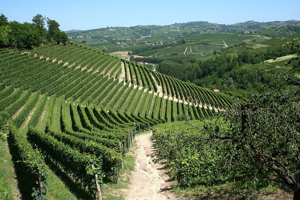 Vineyard Piemonte
Photo: Megan Mallen, CC BY 2.0