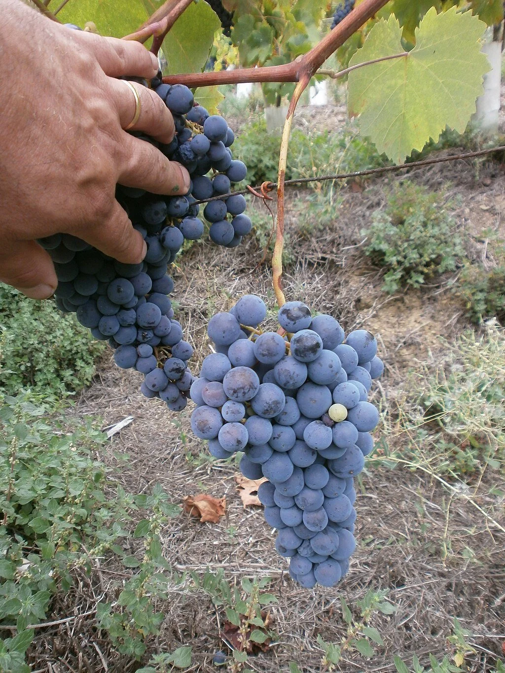 Vermentino.
Photo: Gianni Mattei, CC BY-SA 4.0