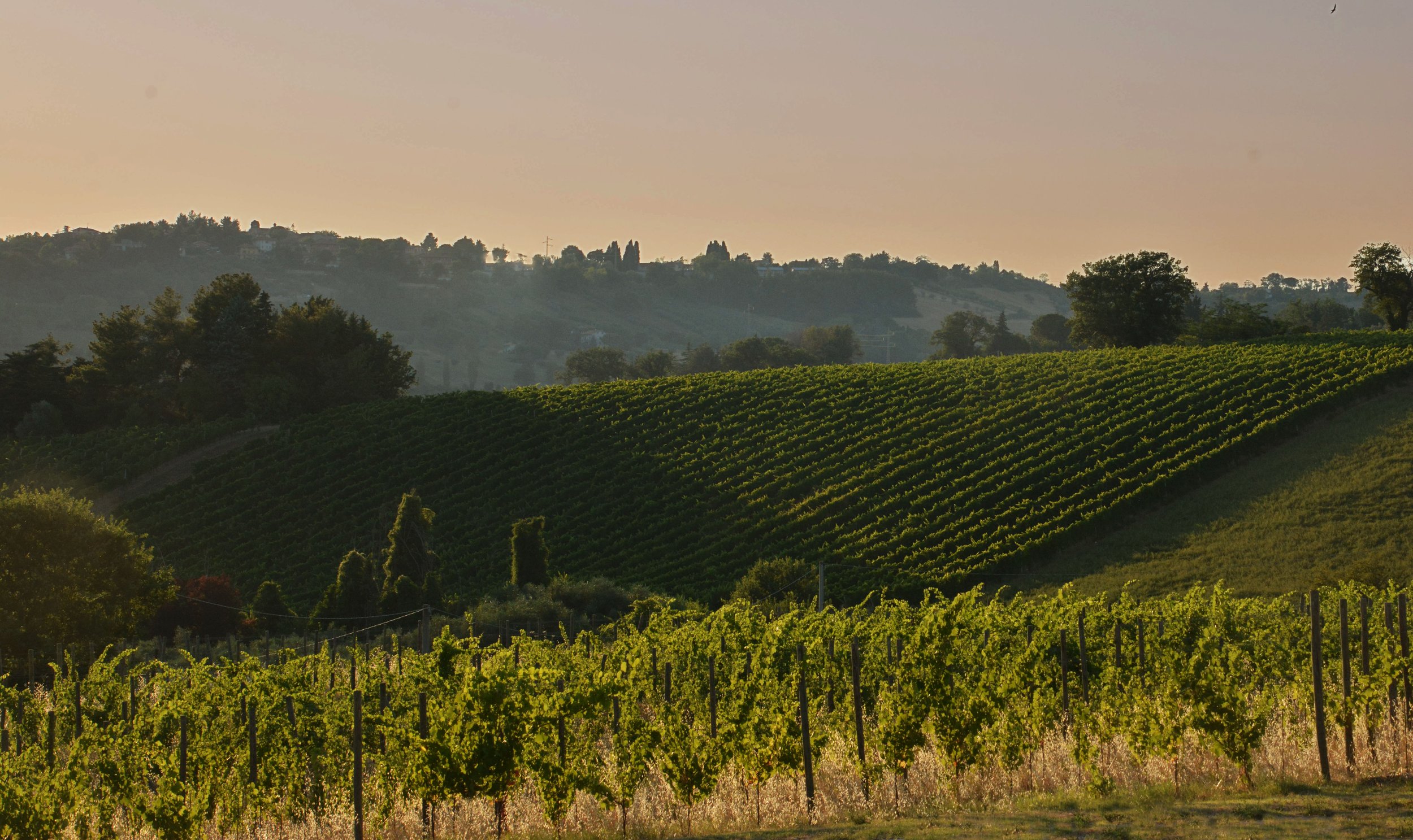 Photo: Mattei Estate