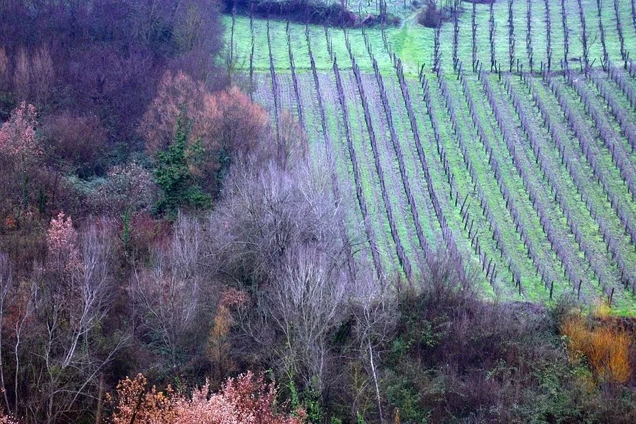 Vineyard Greco di Tufo — [Photo by: payhere] — [• CC BY 2.0]