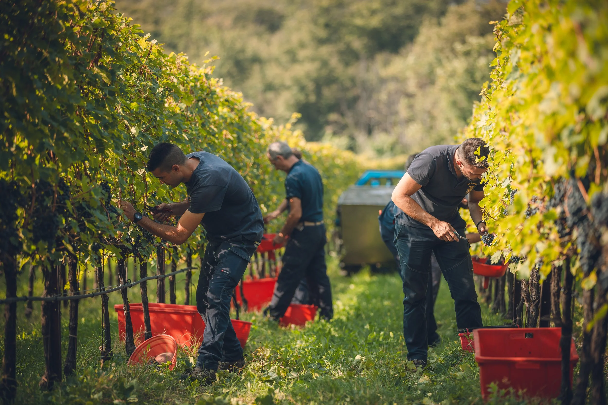 Tenuta San Leonardo, harvest