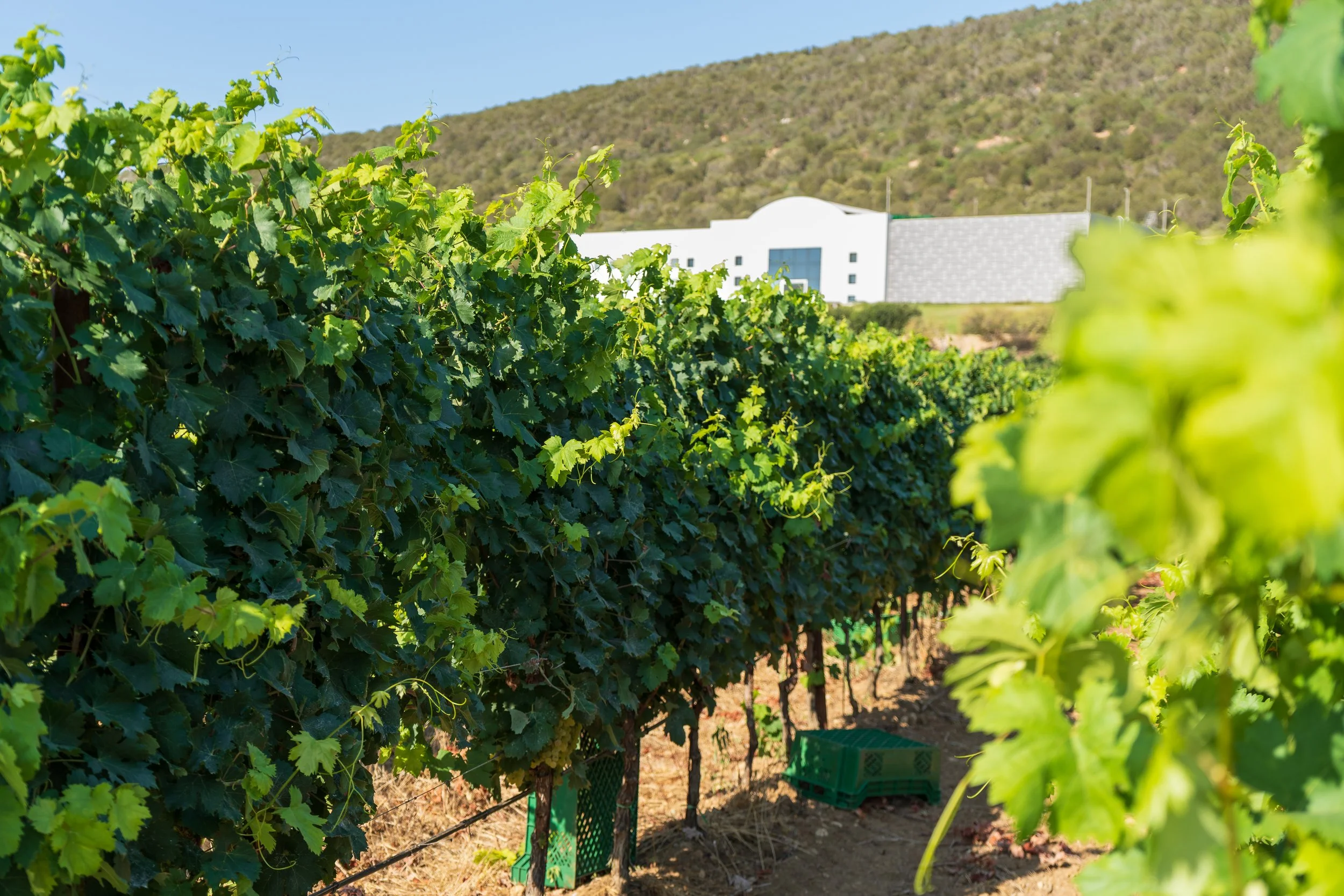 Mesa Vineyard