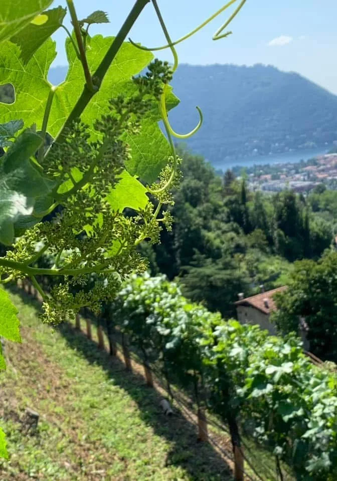 Como Lake -Vitivinicola Cernobbio