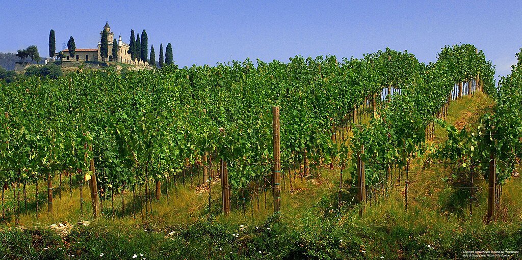 Vineyard Franciacorta Berlucchi
Photo: Fabio Ingrosso from Italy, CC BY 2.0 