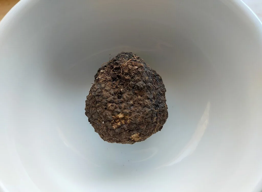 Black Truffle Photo: Marica Massaro, CC BY-SA 4.0 