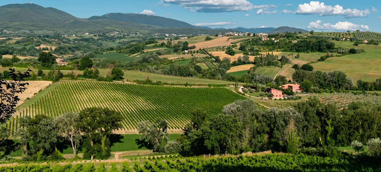 La Madeleine Vineyard