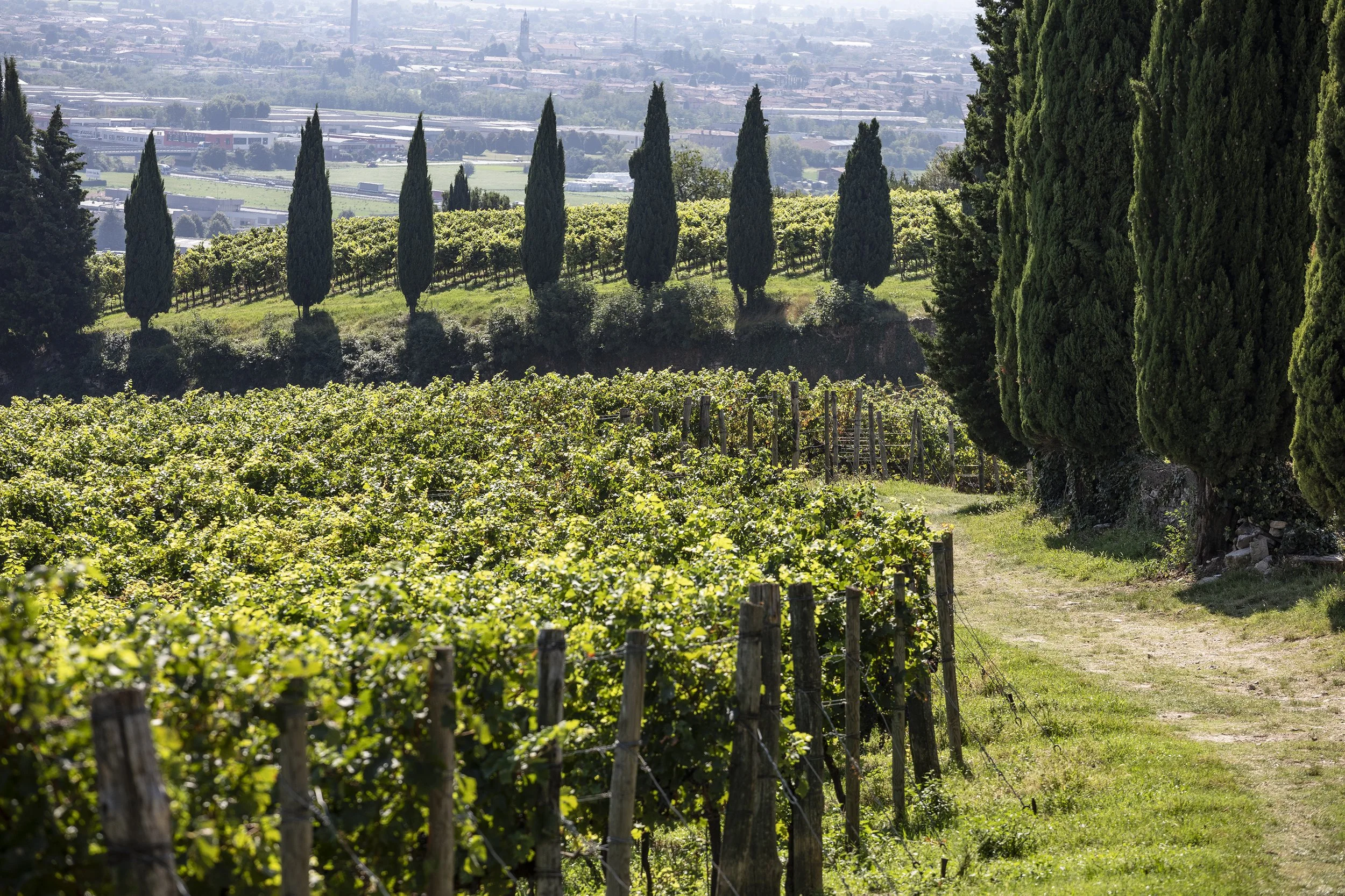 Grumello Estate Vineyard