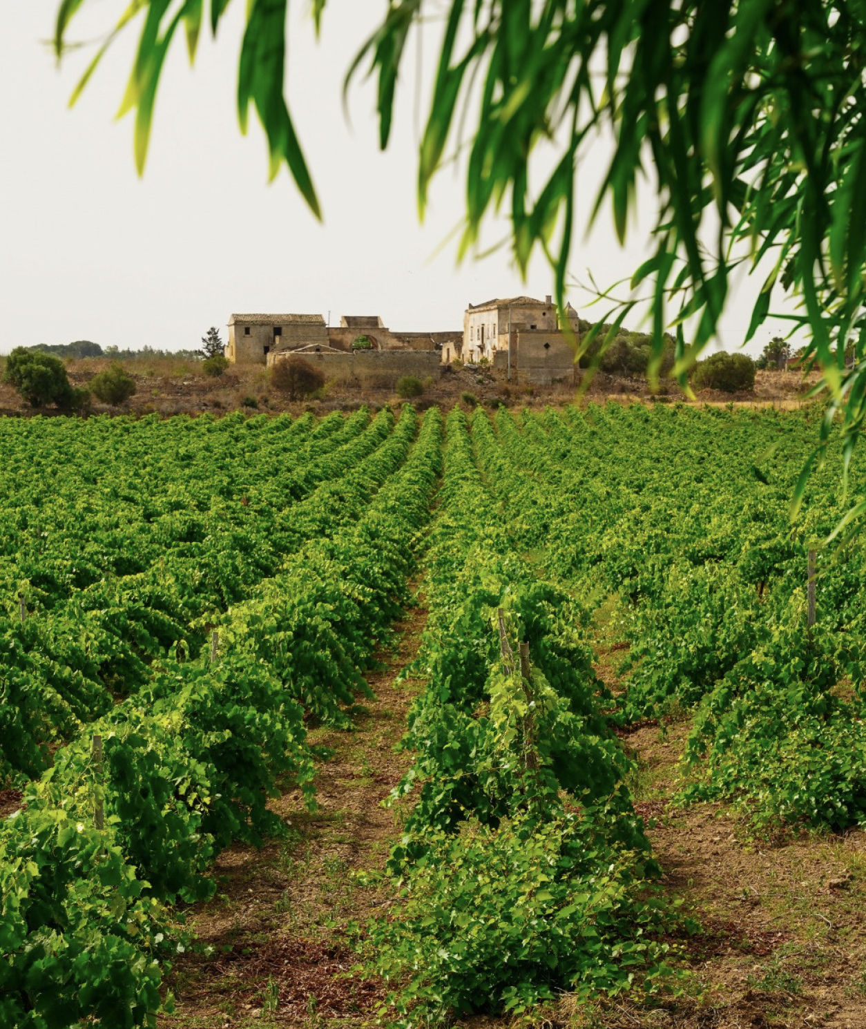 Photo: Baglio Oneto Winery
