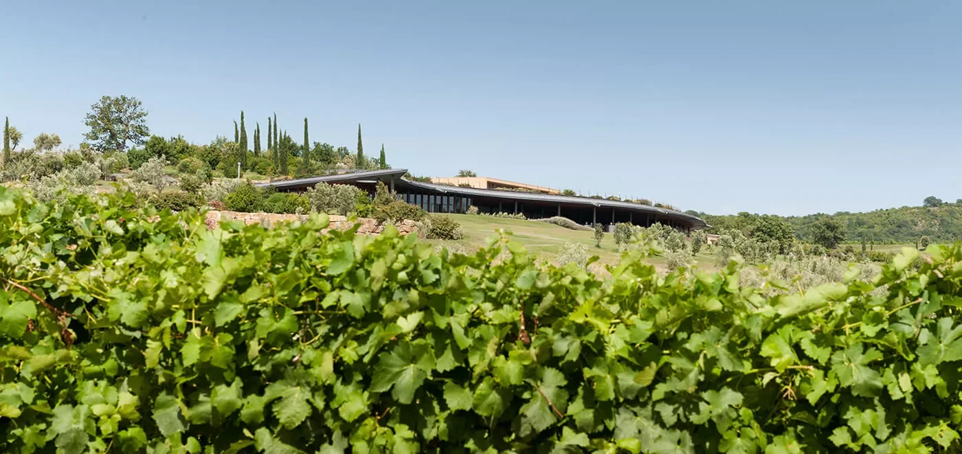 Tenuta Ammiraglia vineyard