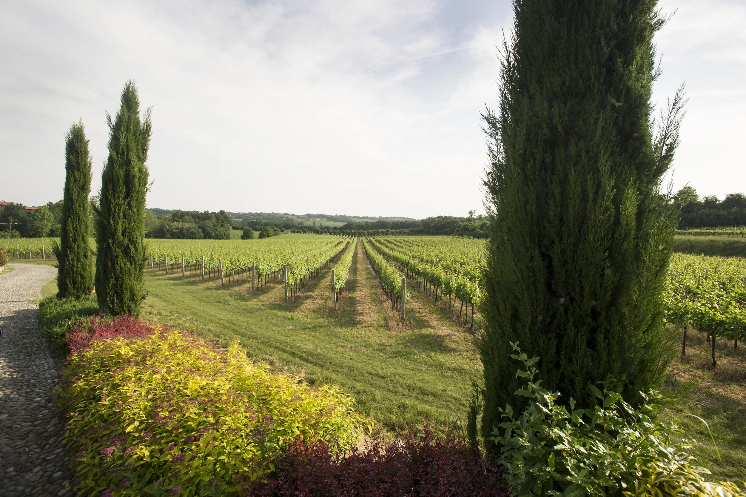 Vineyards Freccianera Berlucchi 