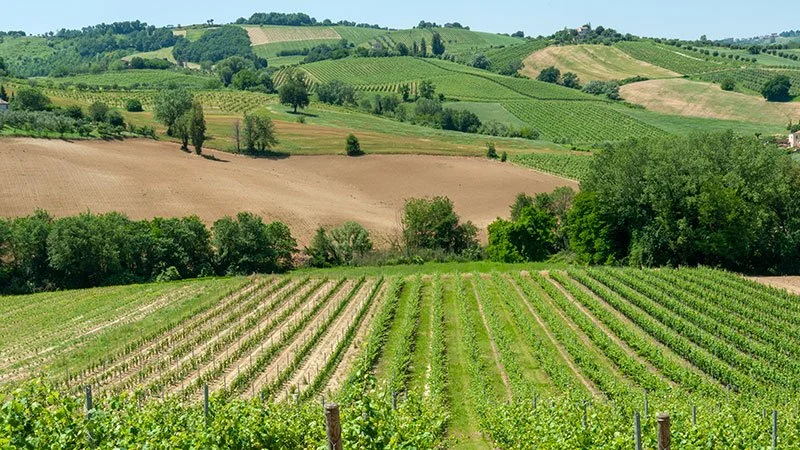 Photo by Azienda Vitivinicola Brunori