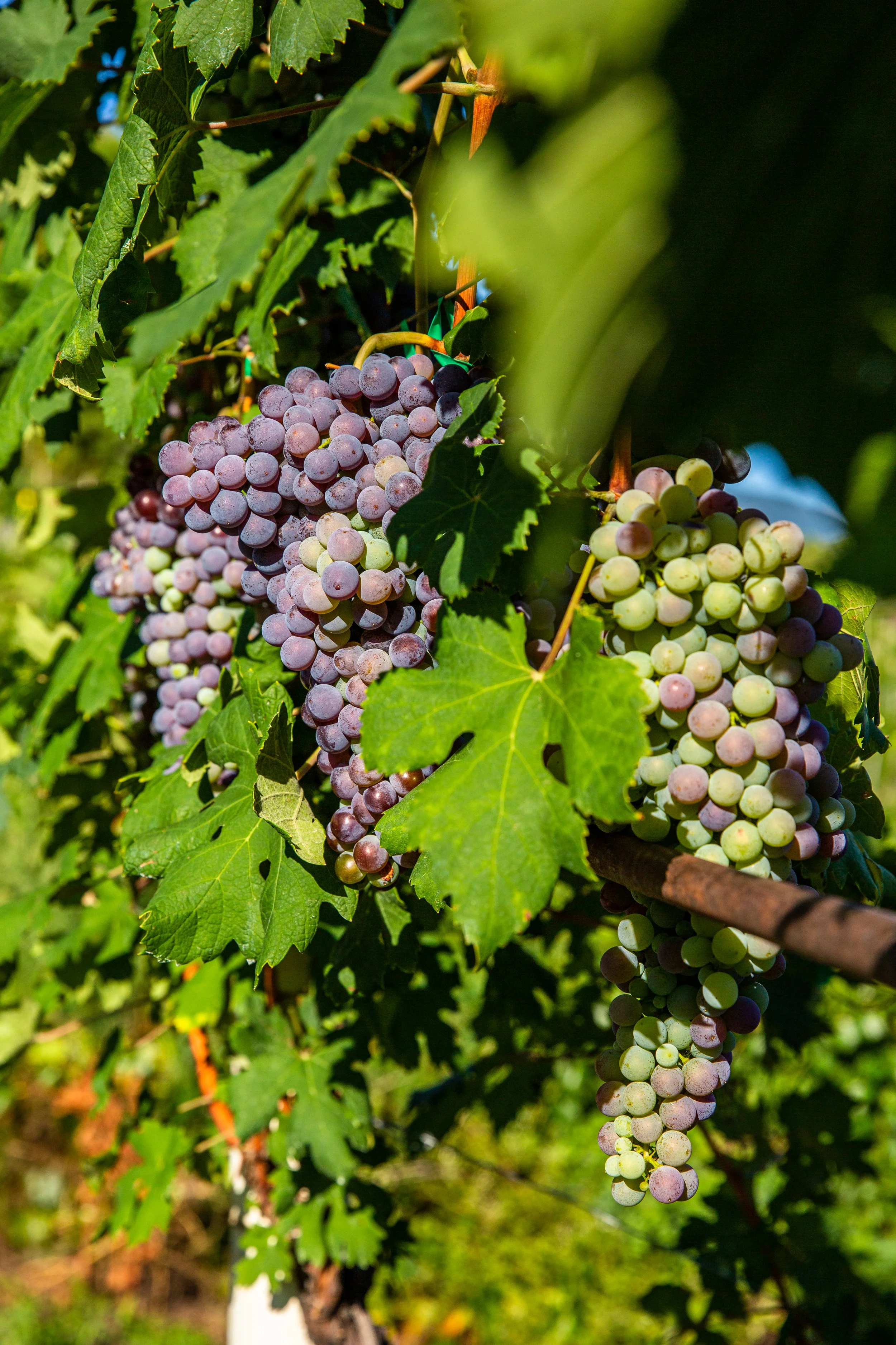 Vineyard Casa Vinicola Pietro Nera
