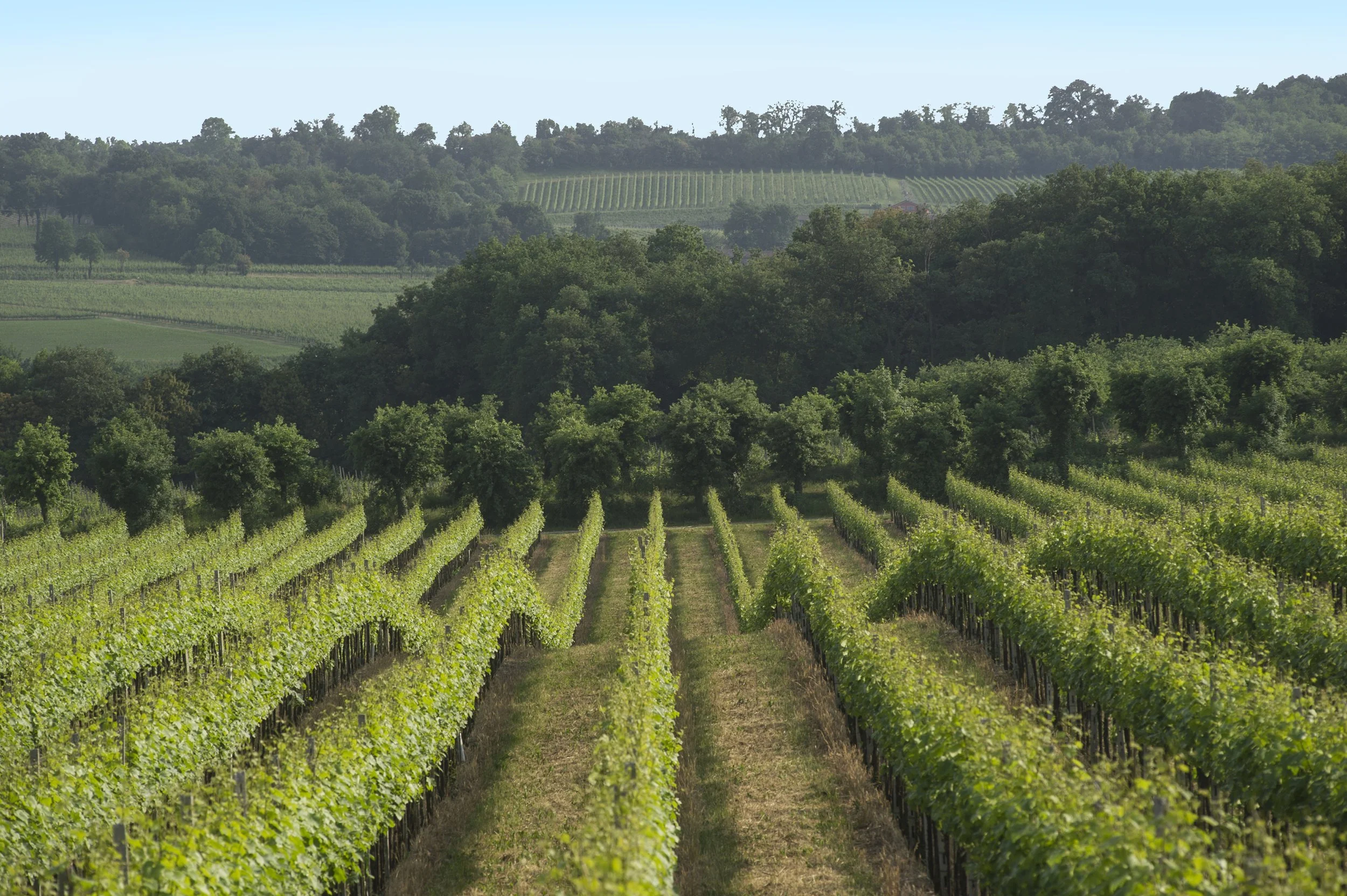  Vineyard Franciacorta Berlucchi — [Photo by: Fabio Ingrosso] 