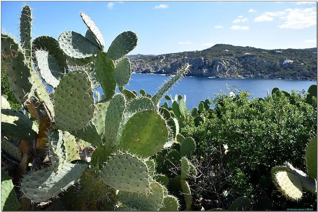 Santa Teresa di Gallura.
Photo: Dr Korom, CC BY-SA 2.0