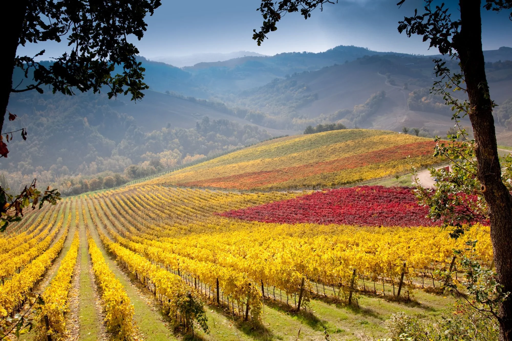 Photo by Conventino di Monteciccardo