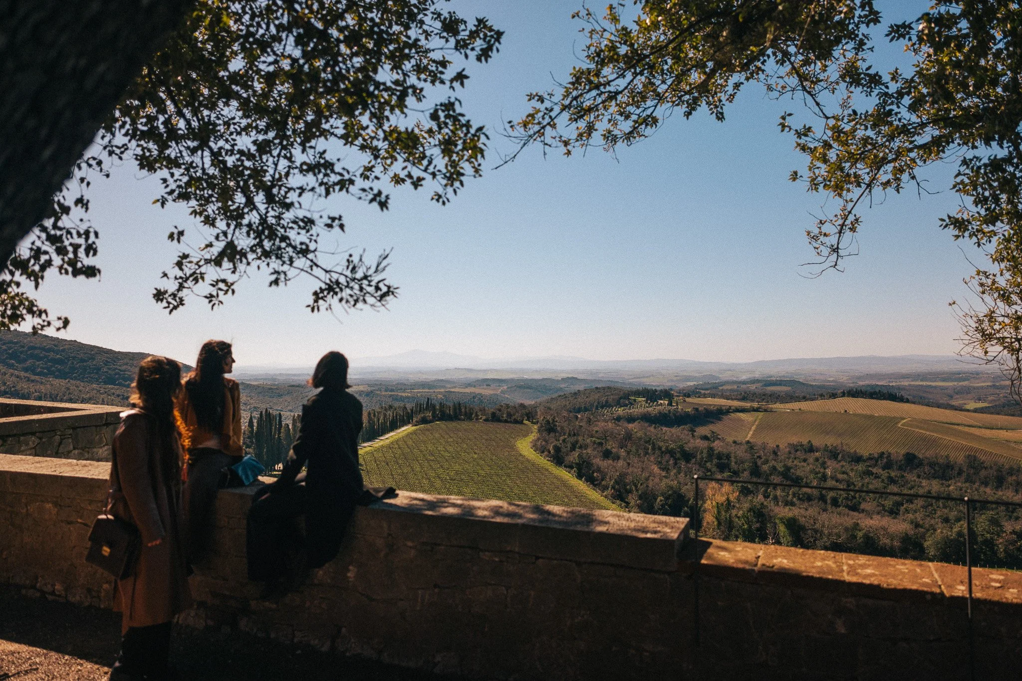  Brolio Castle Vineyard