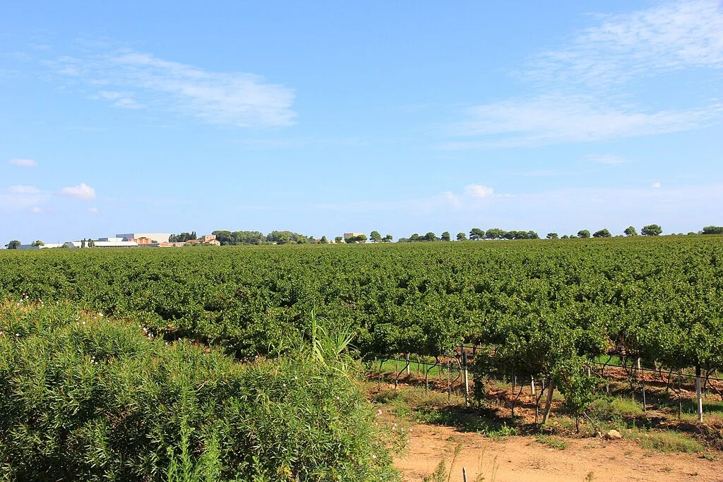 Cantine di Sella e Mosca.
Photo: Gianni Careddu, CC BY-SA 3.0