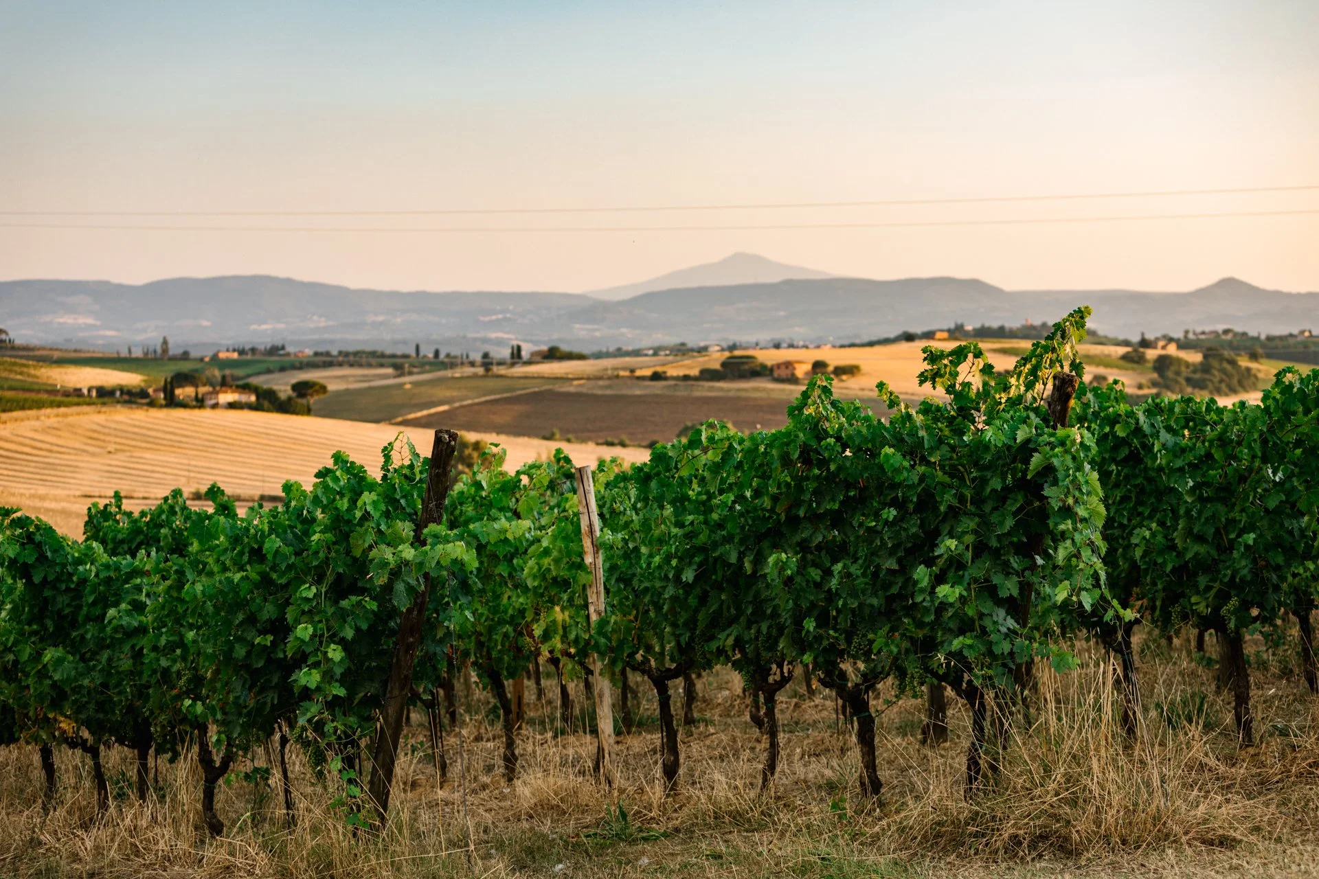 Avignonesi Winery -le Capezzine Farm