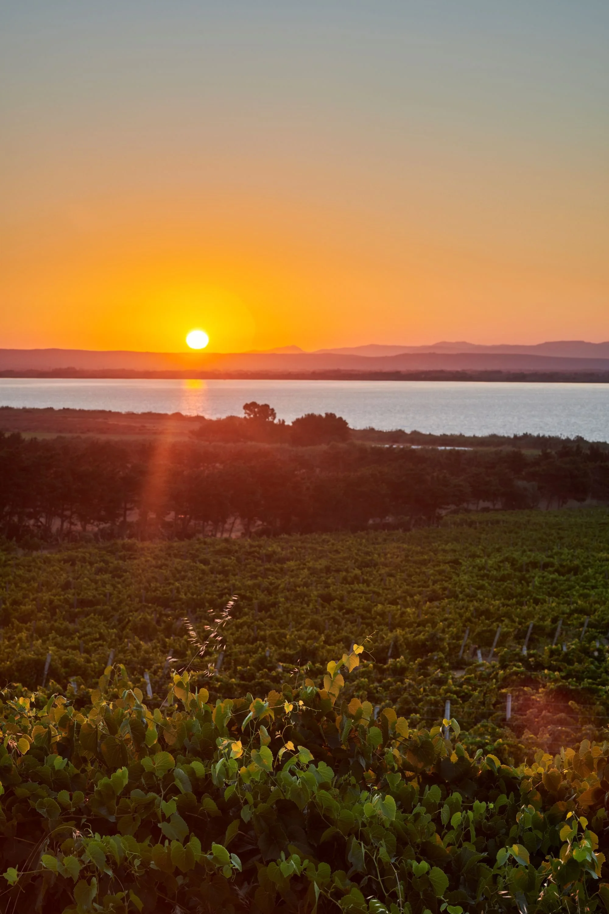 
Azienda Vitivinicola Contini