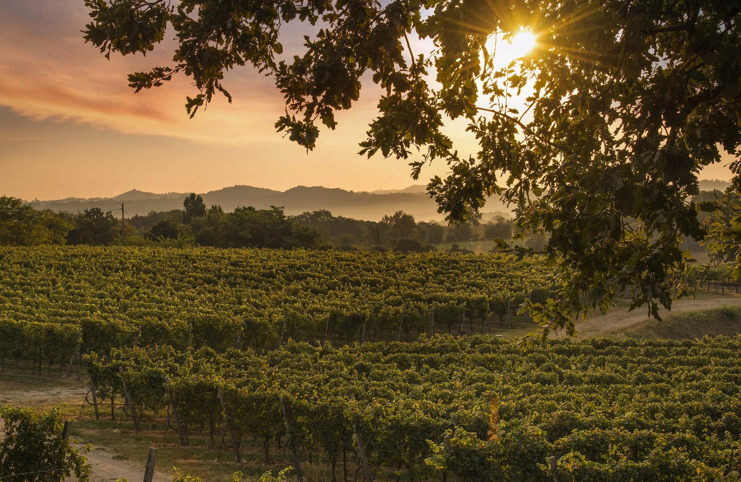 Cantina Ricchi Vineyard