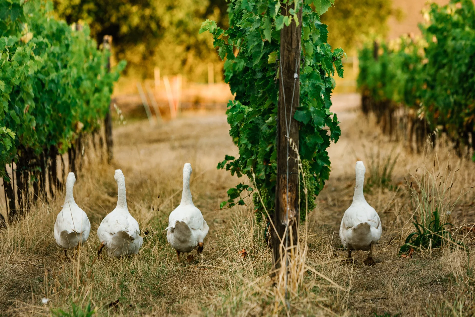 Avignonesi - le Capezzine Farm 