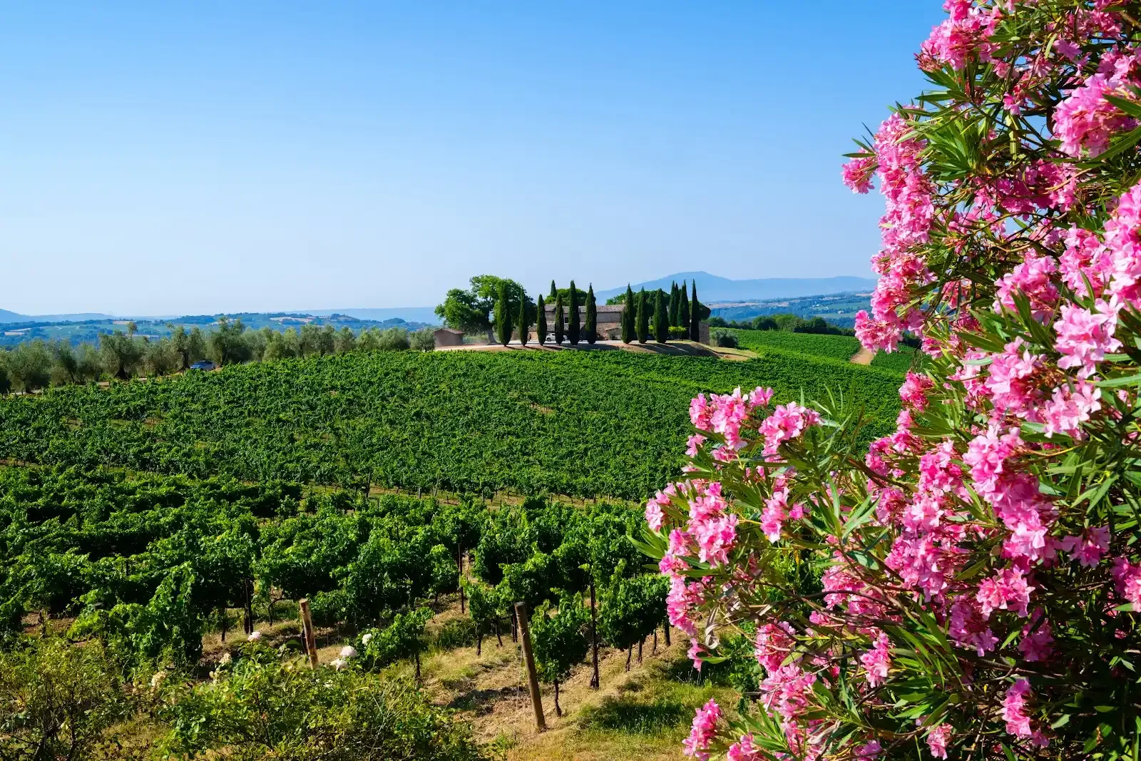 Decugnano dei Barbi Vineyard