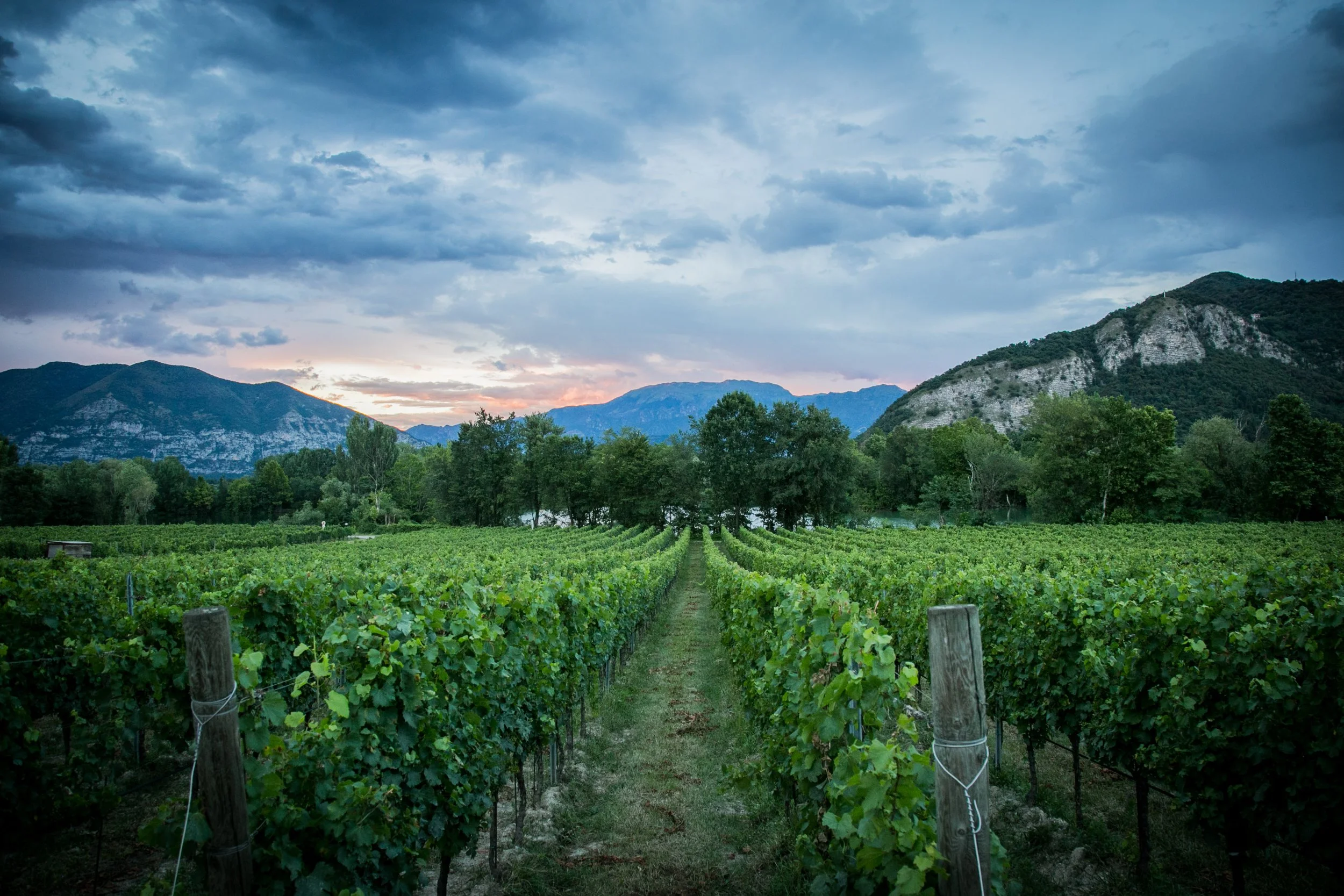 Bersi Serlini Vineyard