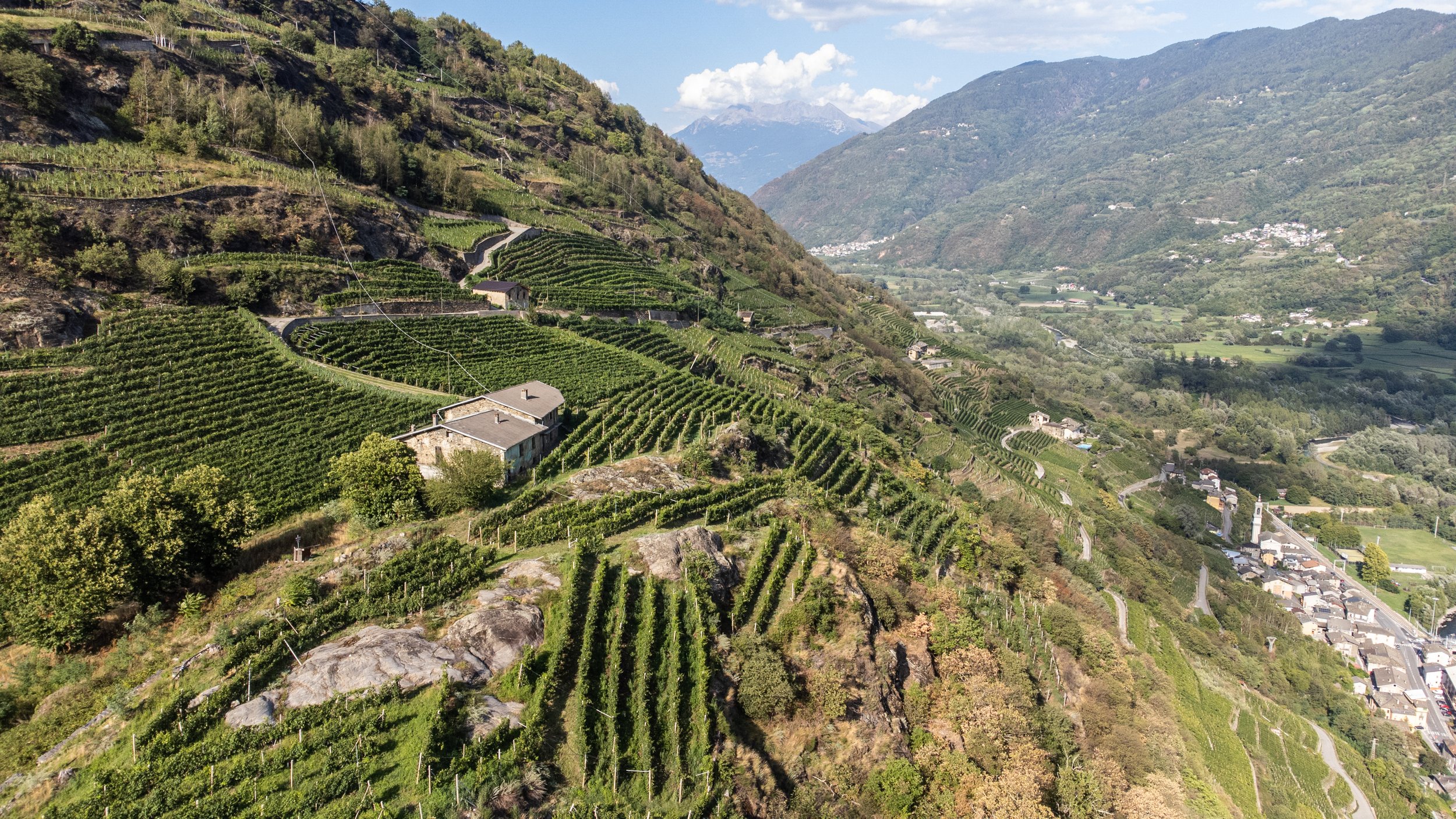 Vineyard Casa Vinicola Pietro Nera