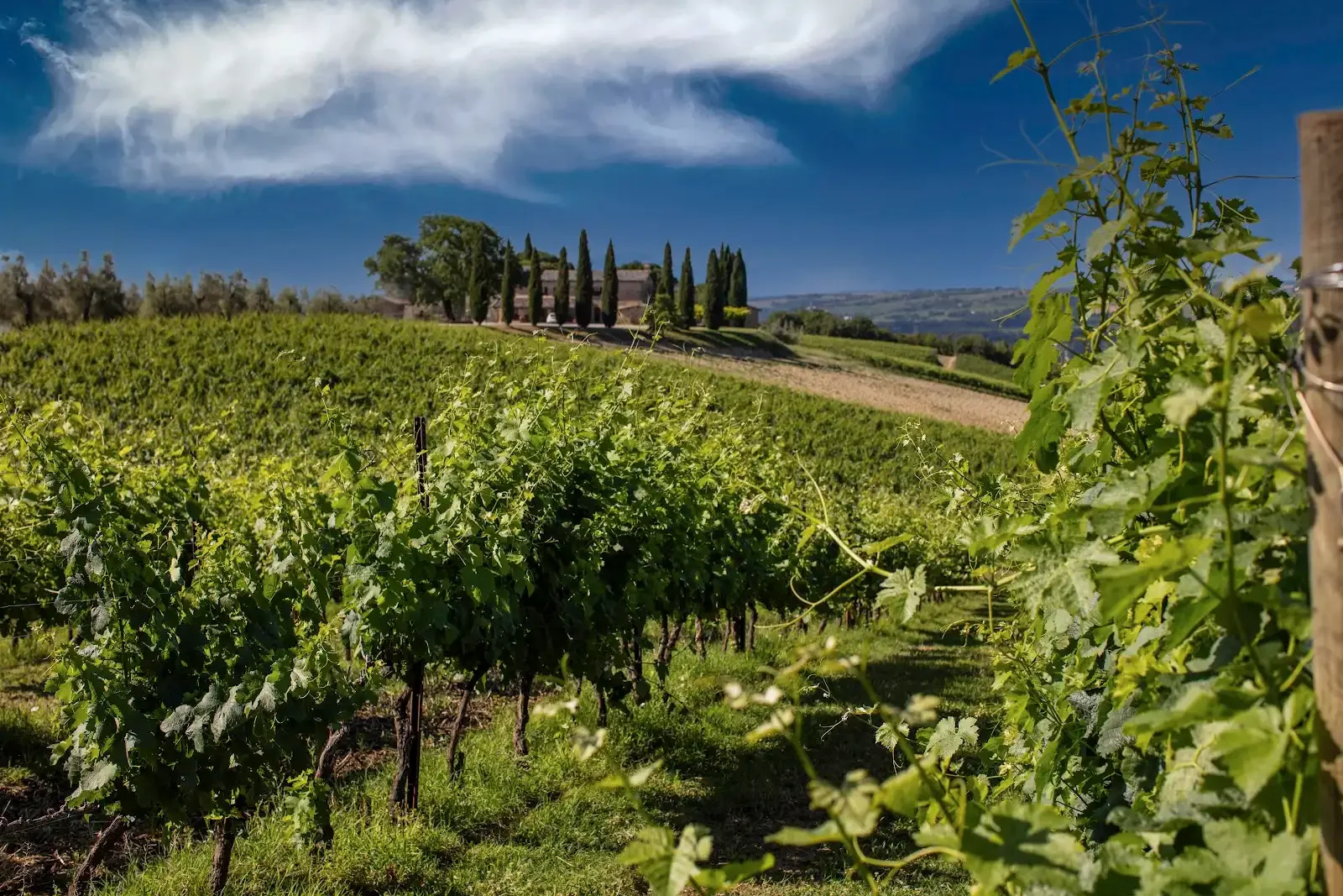 Decugnano dei Barbi Vineyard