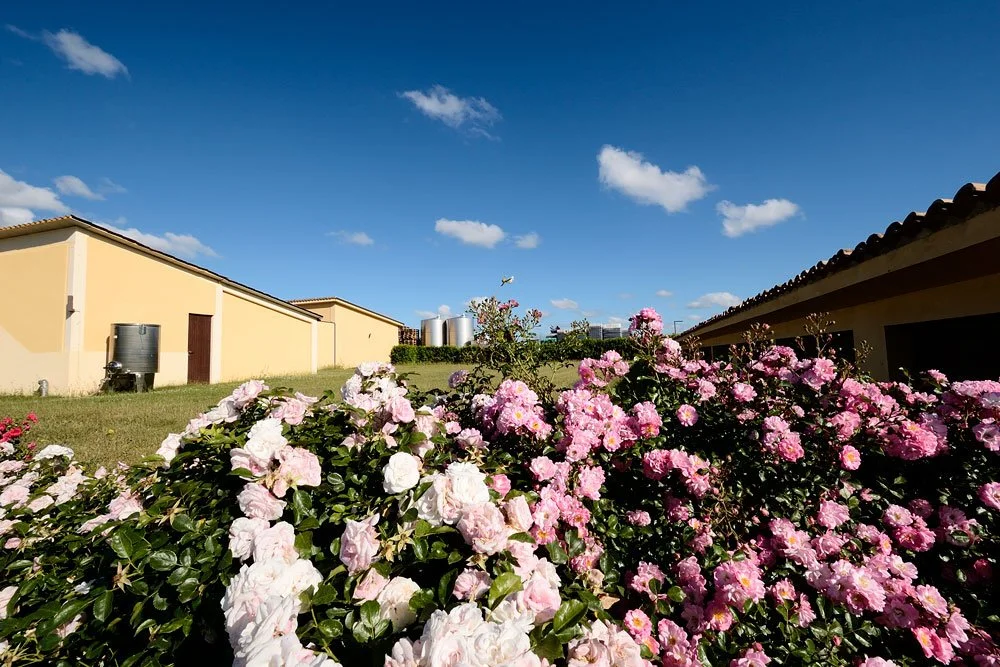 Photo: Mattei Vineyard