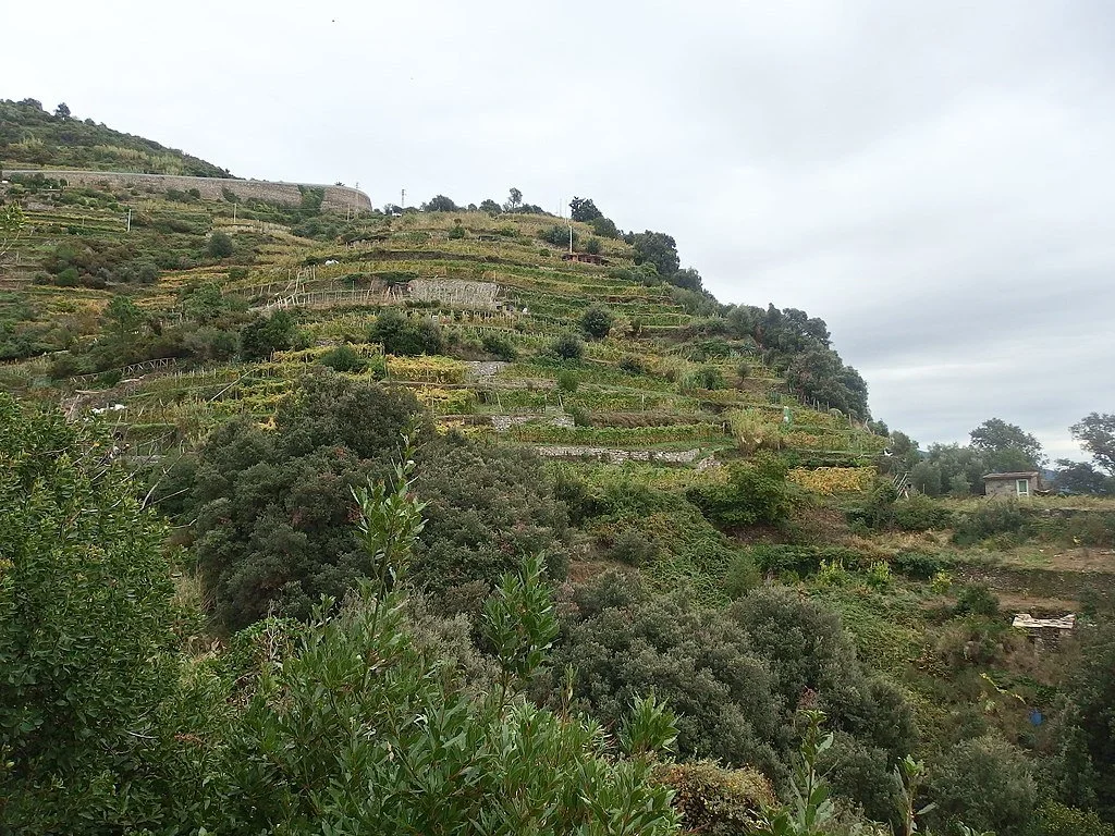 Monterosso Vineyard