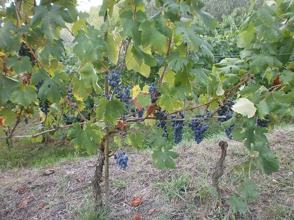 Vermentino vineyard.
Photo: Gianni Mattei, CC BY-SA 4.0 