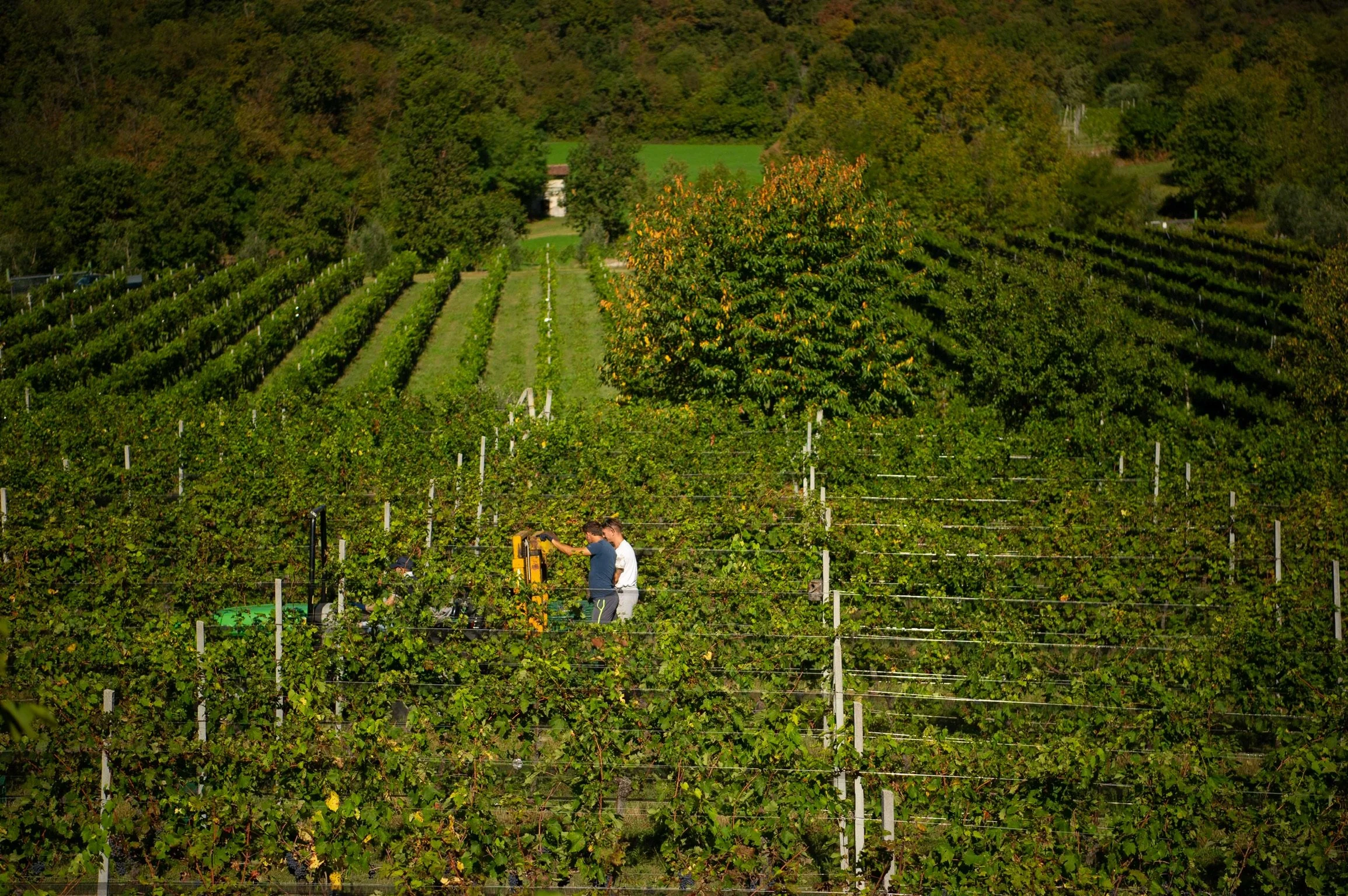 Podere dei Folli Vineyard
