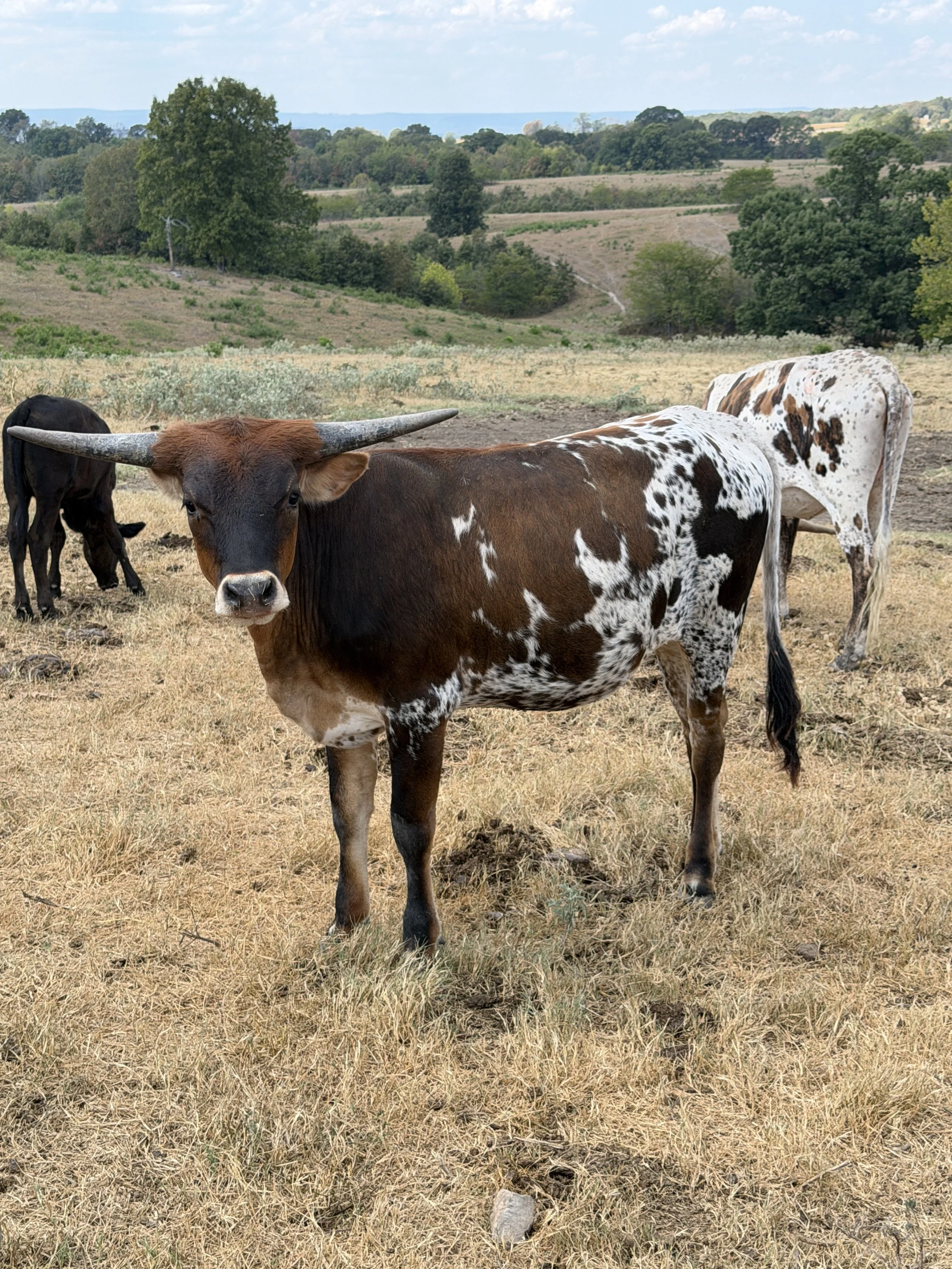 Name: WFL IRON WILLOW ** Date of Birth: 09/07/2025 ** Sire:	M2 RIFLEMAN ** Dam:	IMA DRAG