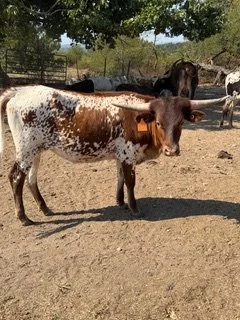 Name: HUBBELS CONCEALED GLORY ** Date of Birth:	07/26/2025 ** Sire:	HUBBELLS MAVERICK CATCHIT 20 ** Dam:	IRCL MINE SHAFT’S DIVA