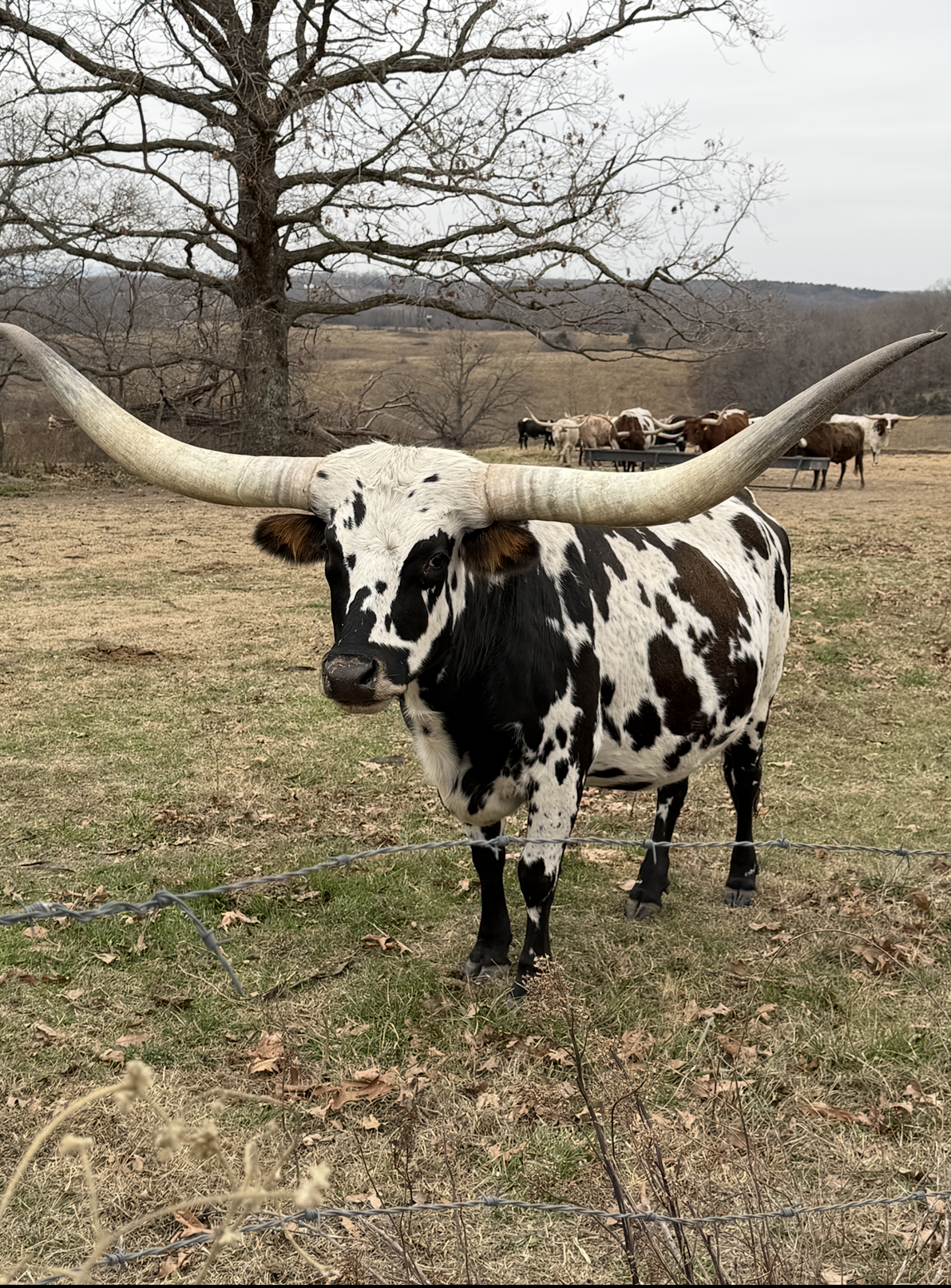 Name: PCC BETTER THAN GOLD ** Date of Birth:	04/24/2019 ** Sire:	GOLD MINE 1 ** Dam:	BUENO VENTURE SH 107/3